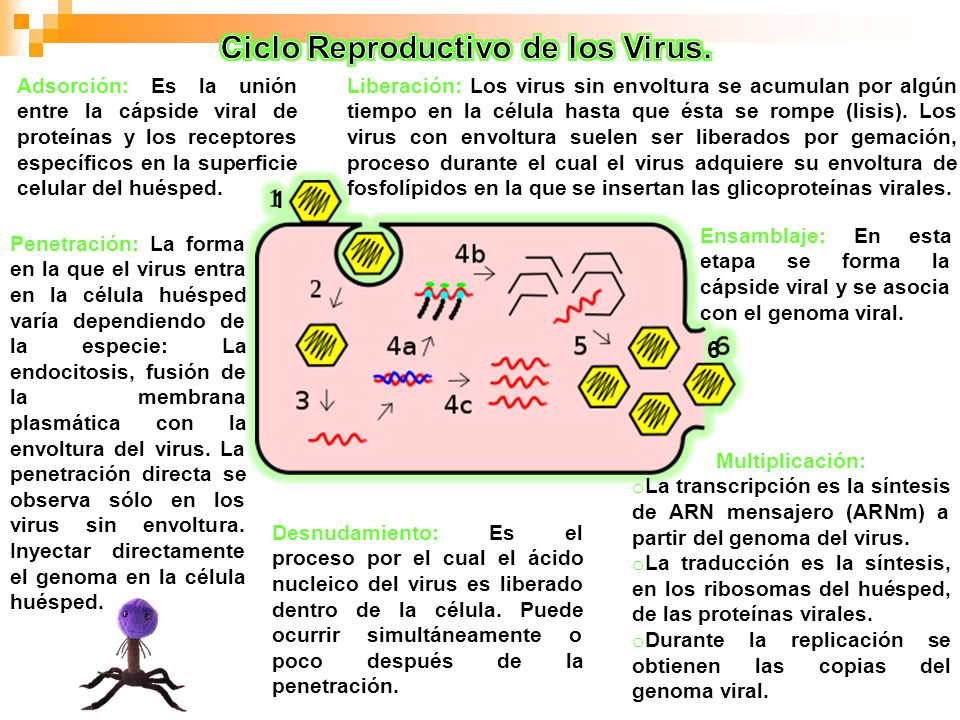 ciclo de infección de un virus de adn desde la unión a la lisis ciclo de infección de un virus de adn desde la unión a la lisis